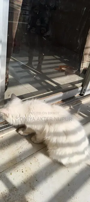 Cat for Sale