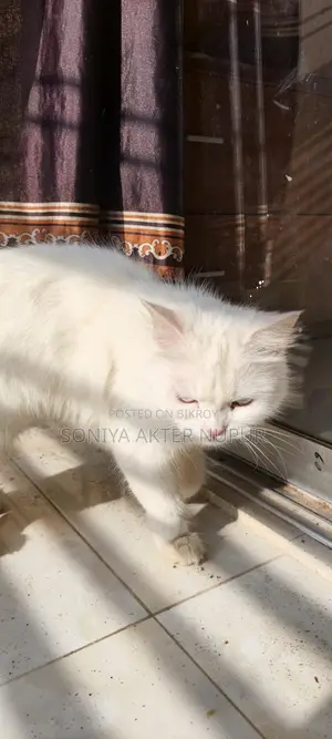 Cat for Sale