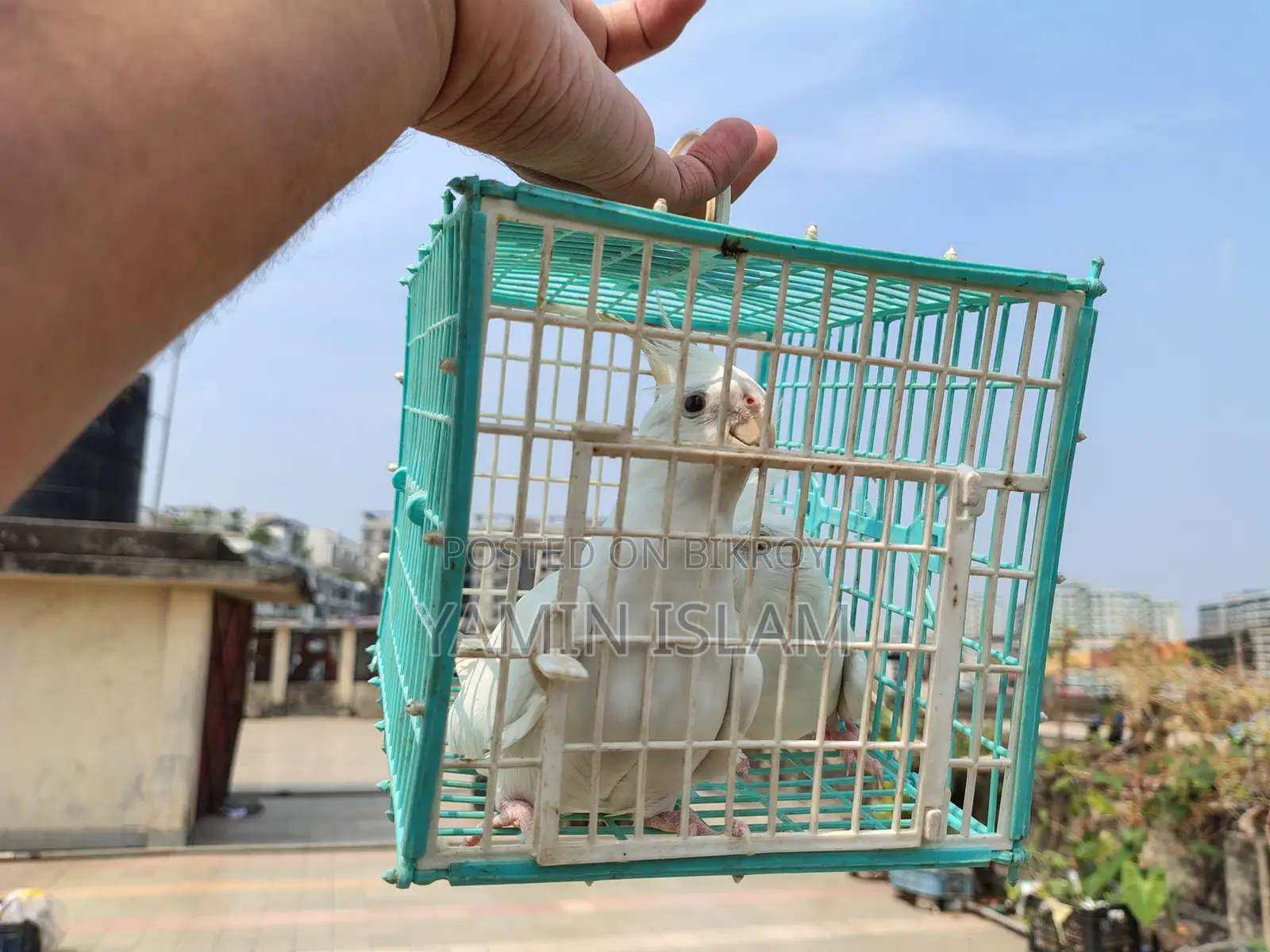 Albino Cockatiel