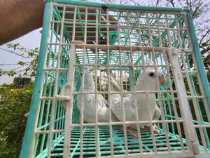 Albino Cockatiel