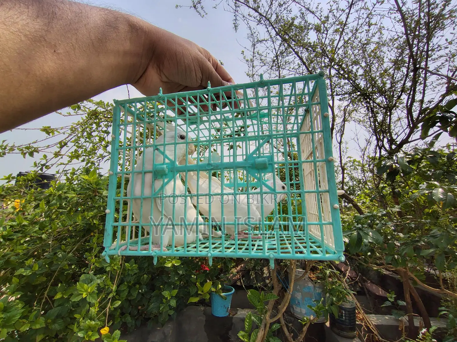 Albino Cockatiel