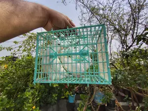 Albino Cockatiel