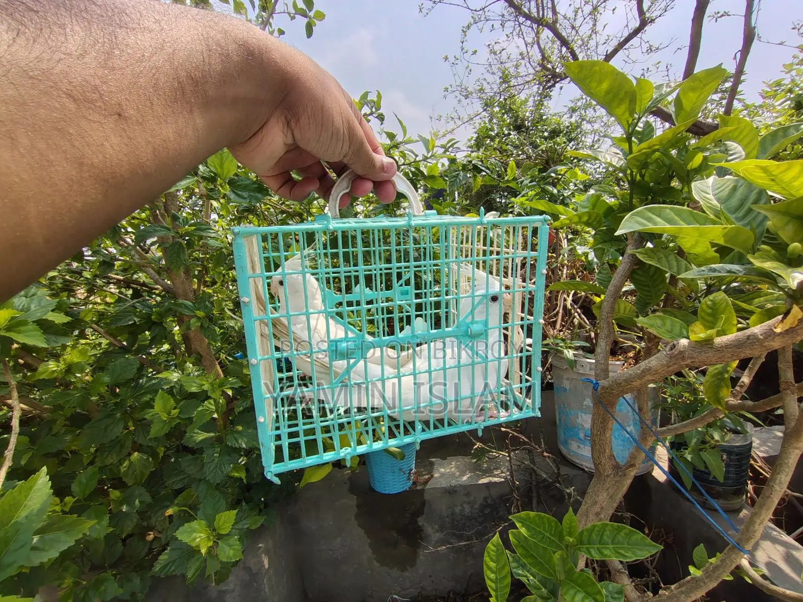 Albino Cockatiel