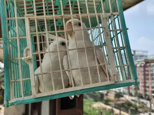 Albino Cockatiel