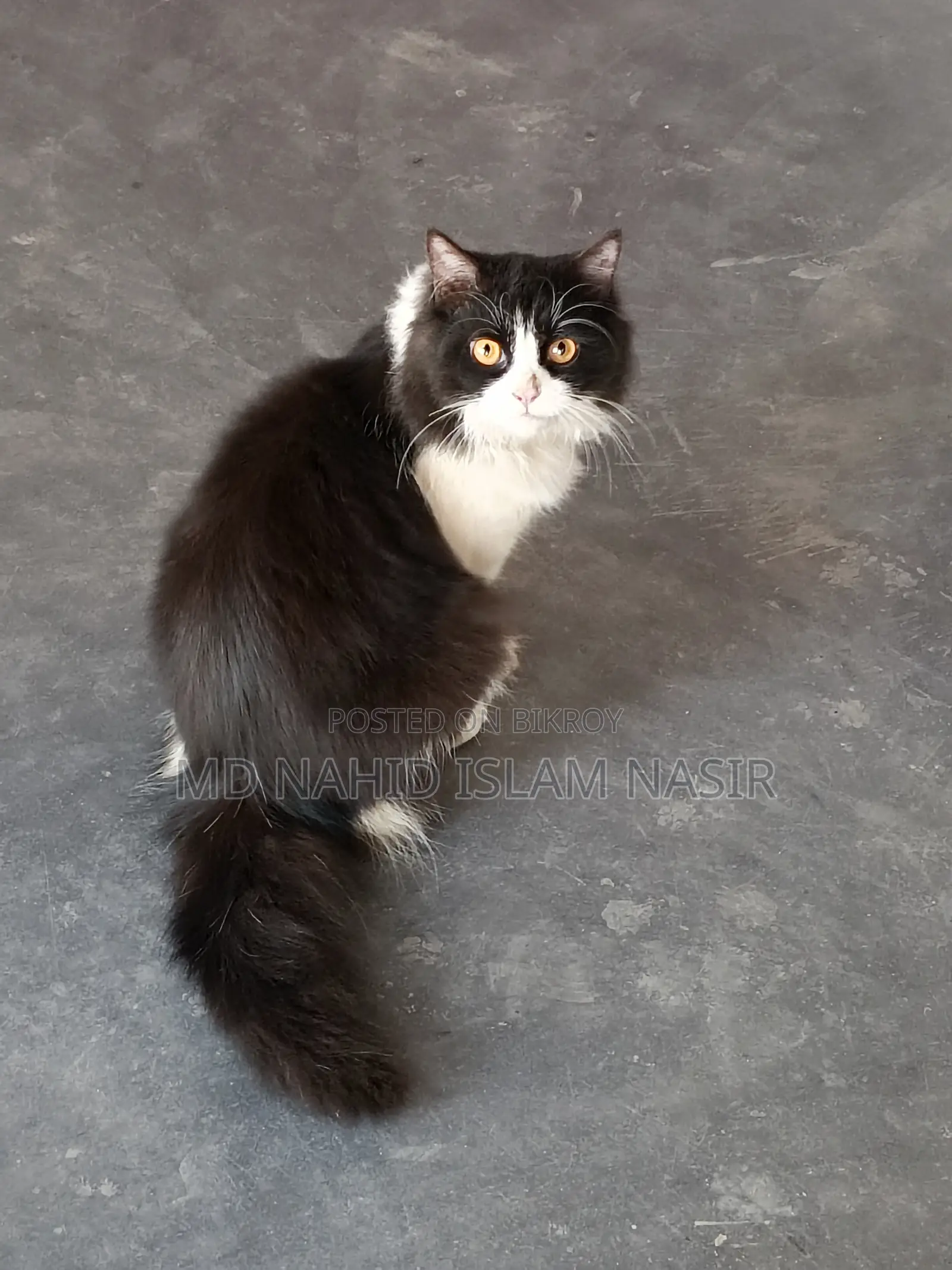 Cat for Sale