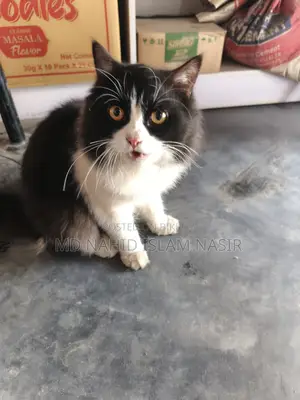 Cat for Sale