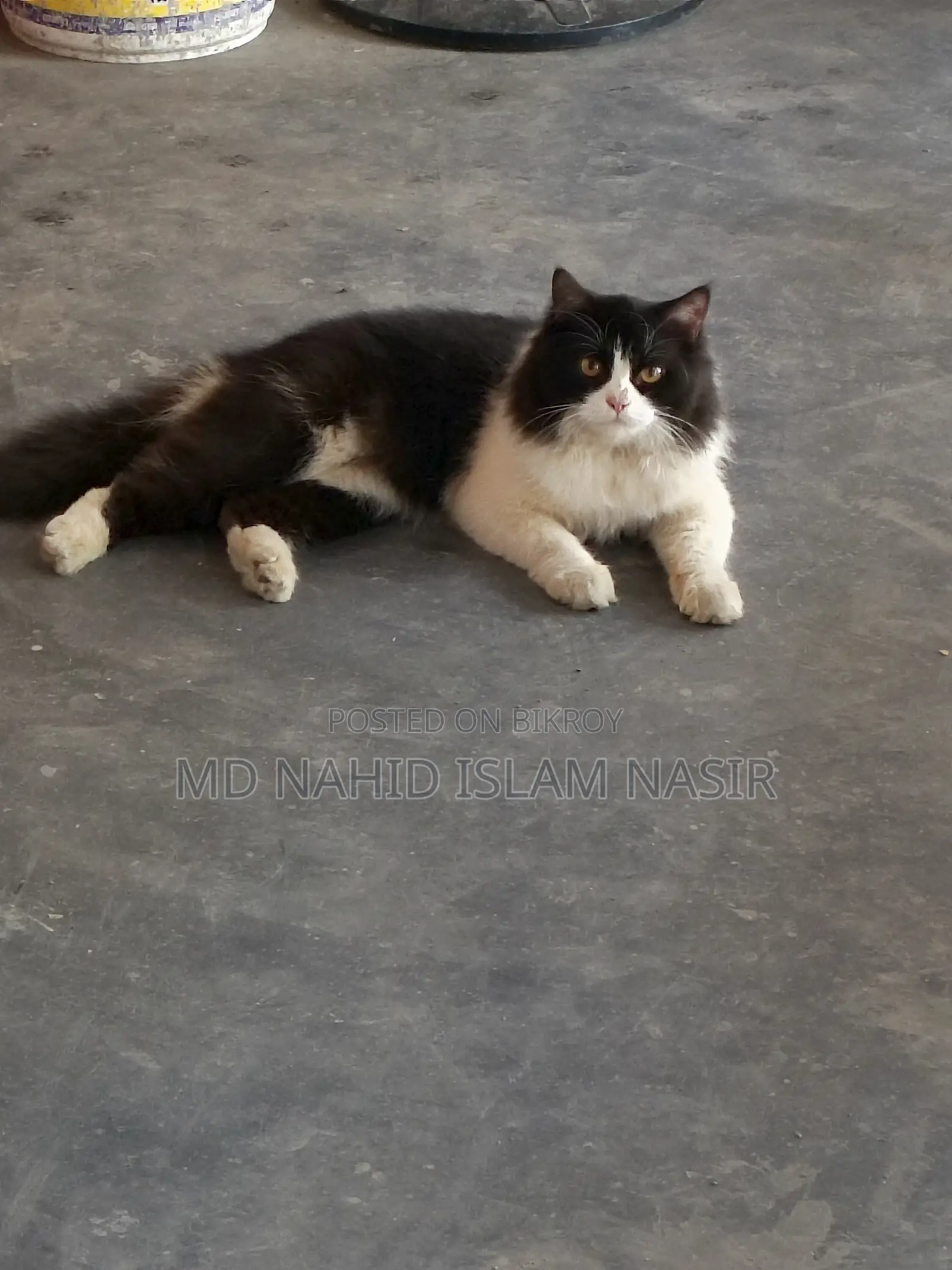 Cat for Sale