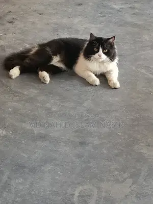 Cat for Sale