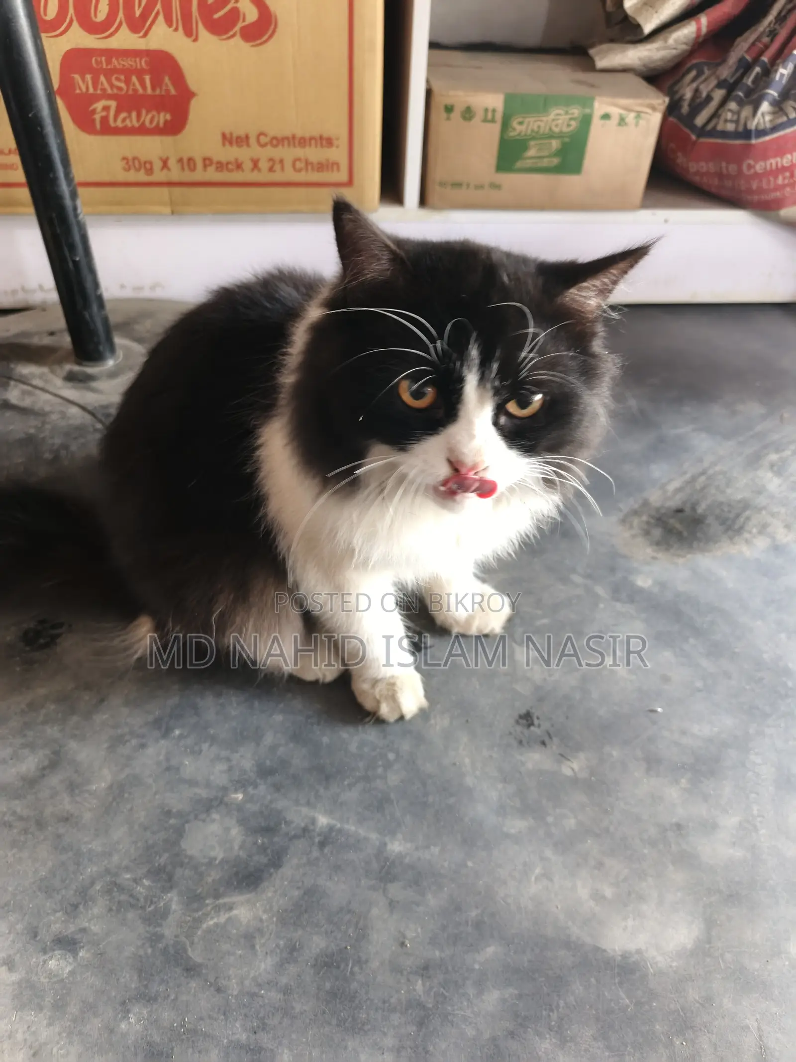 Cat for Sale