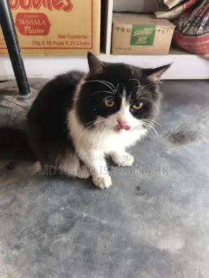 Cat for Sale