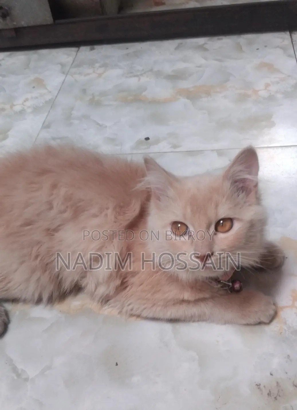 Traditional Persian Female Cat
