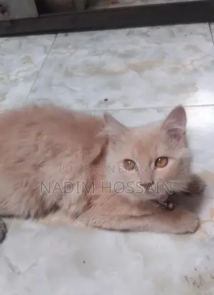 Traditional Persian Female Cat