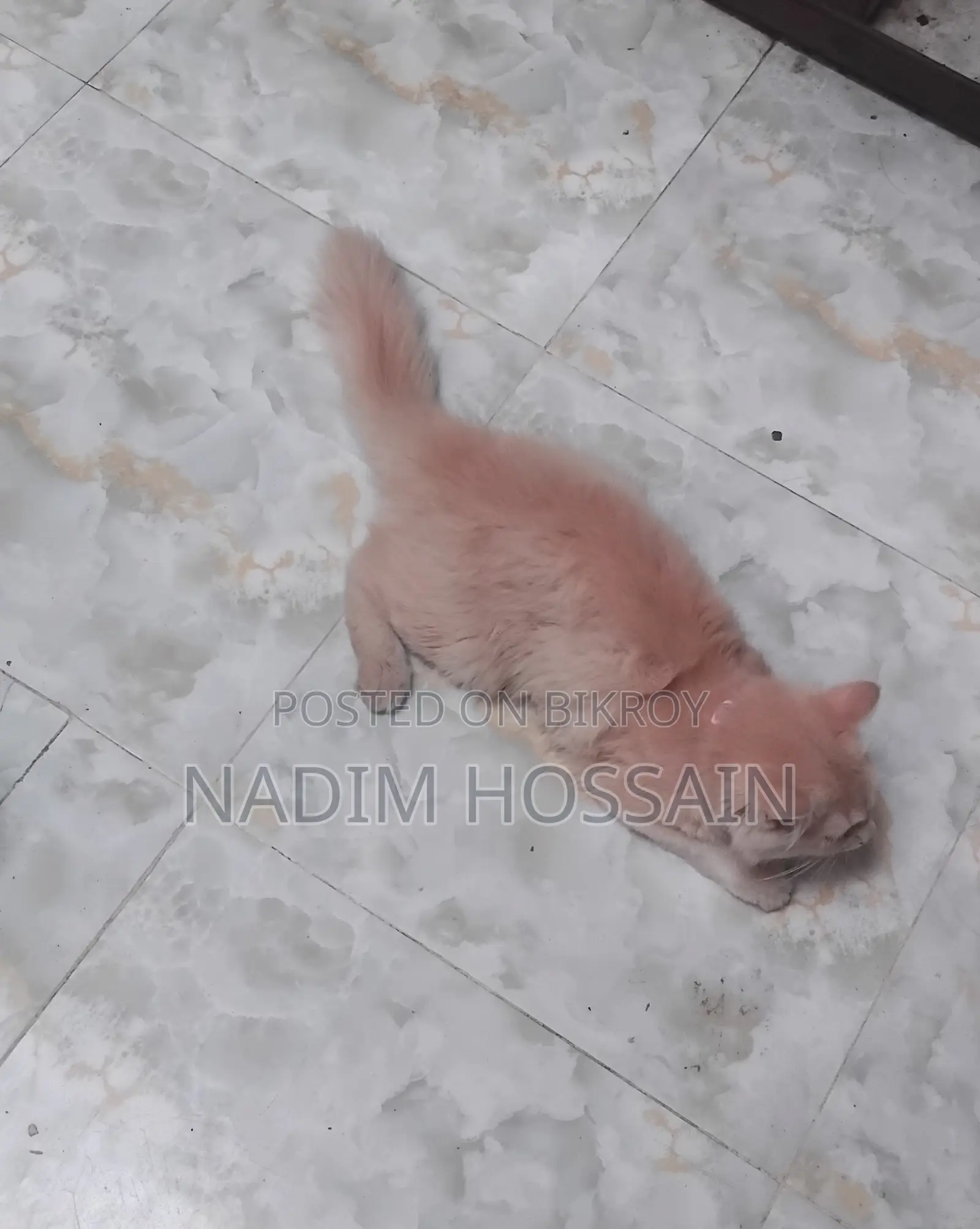 Traditional Persian Female Cat