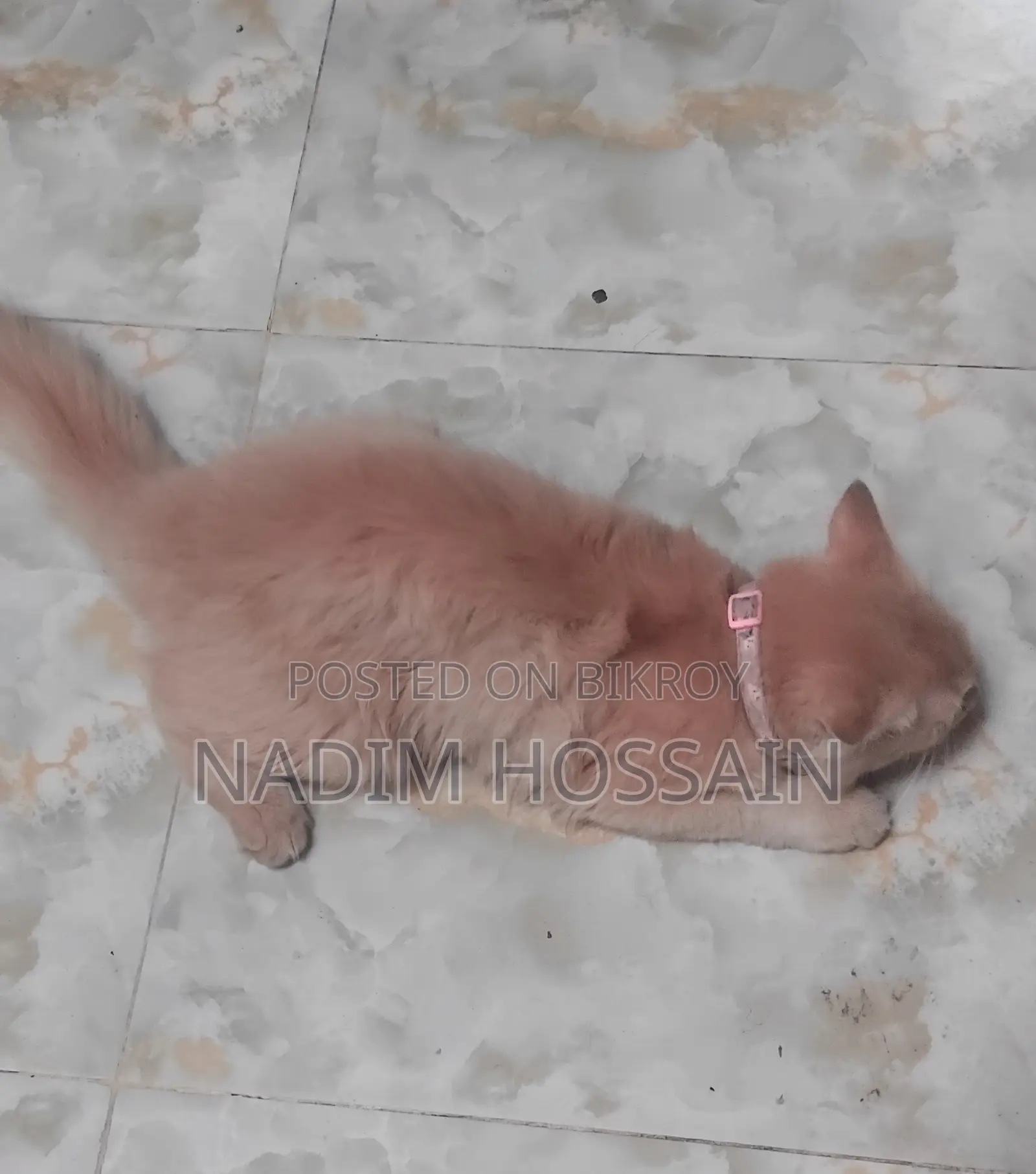 Traditional Persian Female Cat