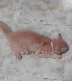 Traditional Persian Female Cat