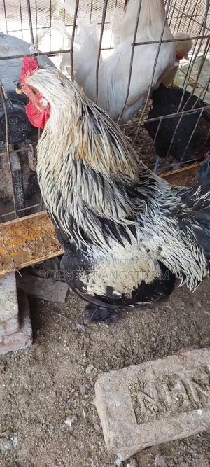 আমেরিকান ব্রাহমা মোরগ হাতবদল হবে