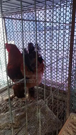 আমেরিকান ব্রাহমা মোরগ হাতবদল হবে