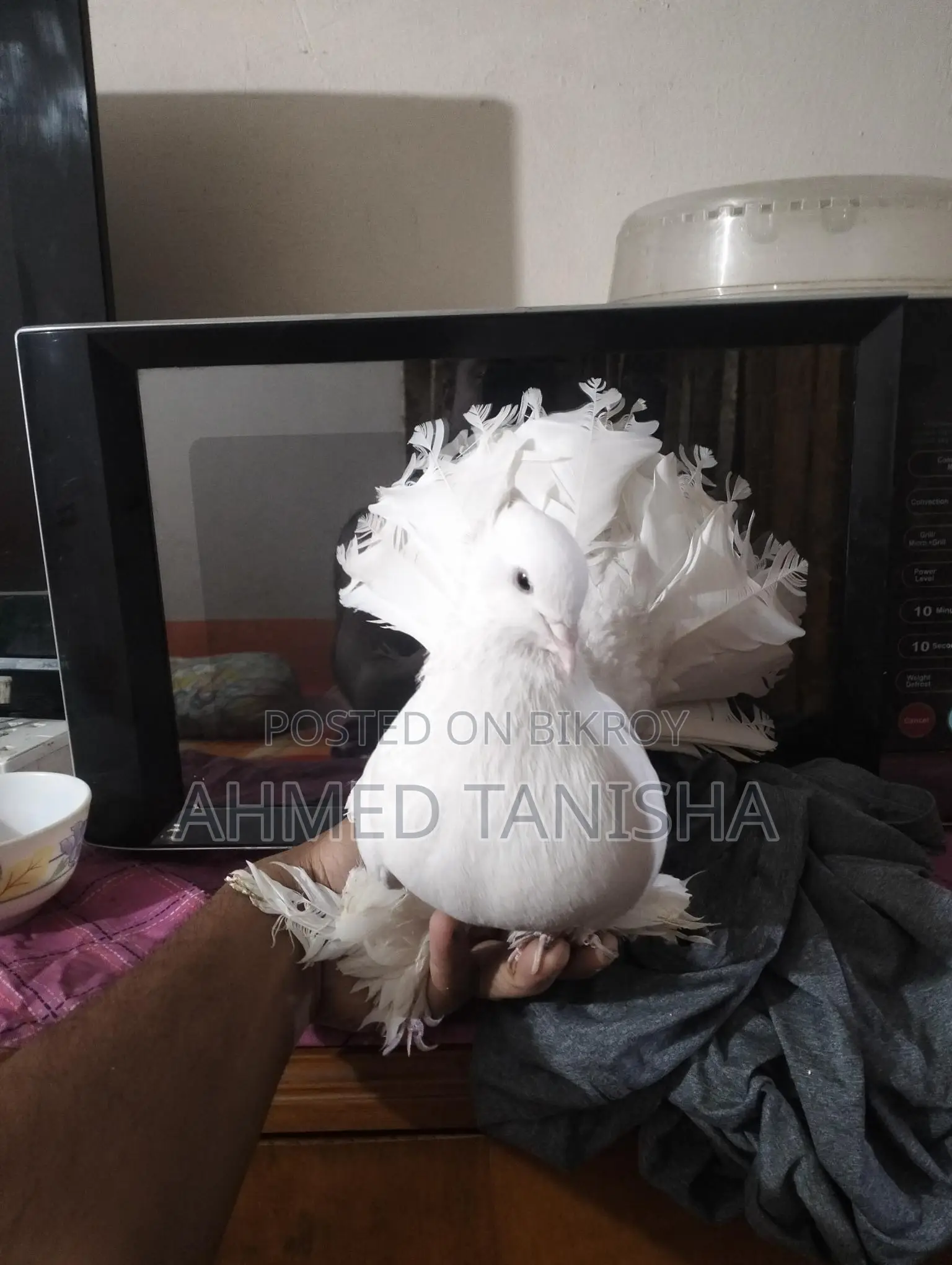 Lokkha Pigeon