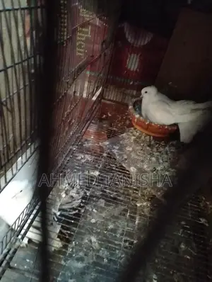 Lokkha Pigeon