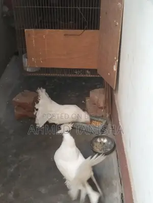 Lokkha Pigeon