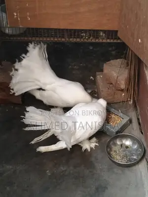 Lokkha Pigeon