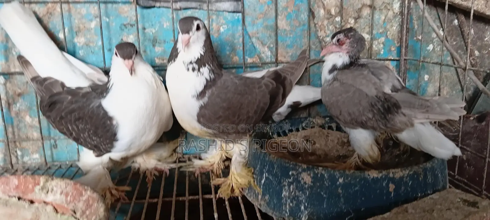 Pigeons for Sale