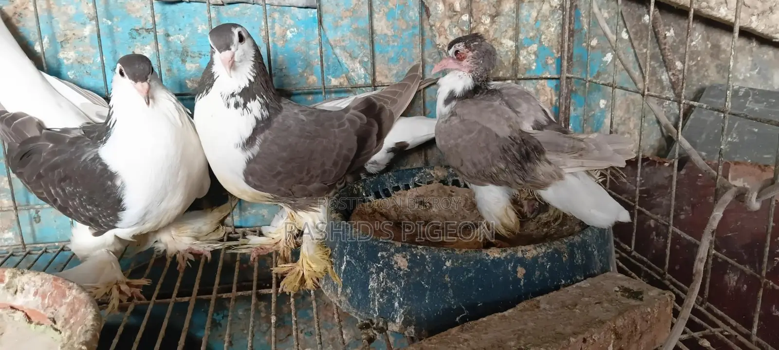 Pigeons for Sale