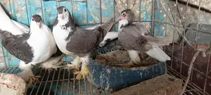Pigeons for Sale