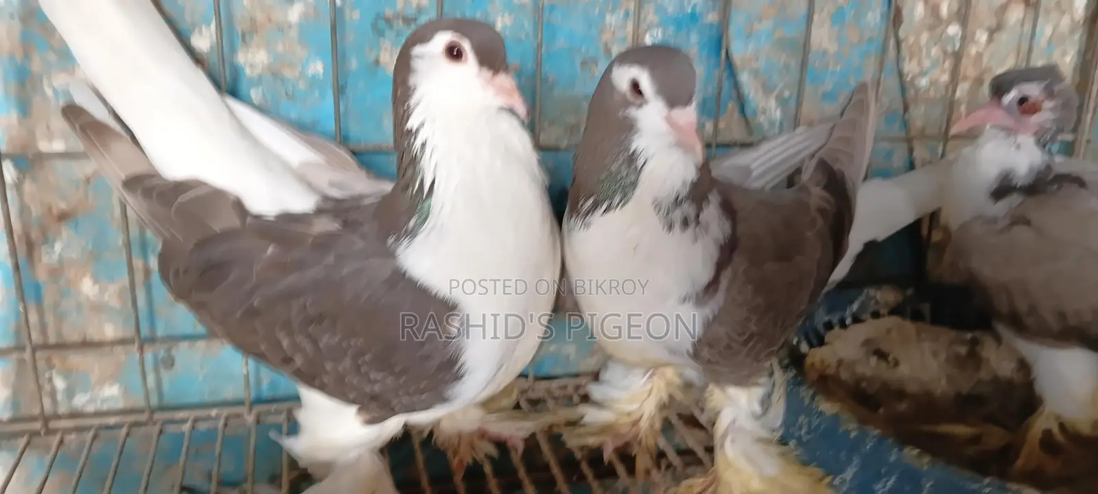 Pigeons for Sale