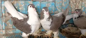 Pigeons for Sale