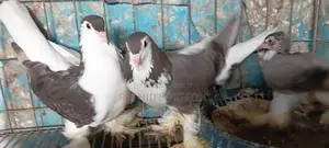 Pigeons for Sale