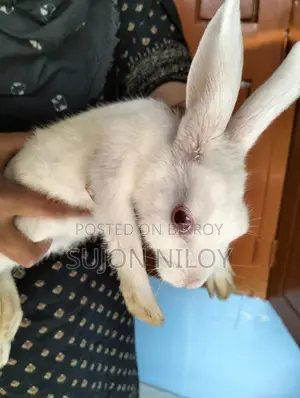 Rabbit