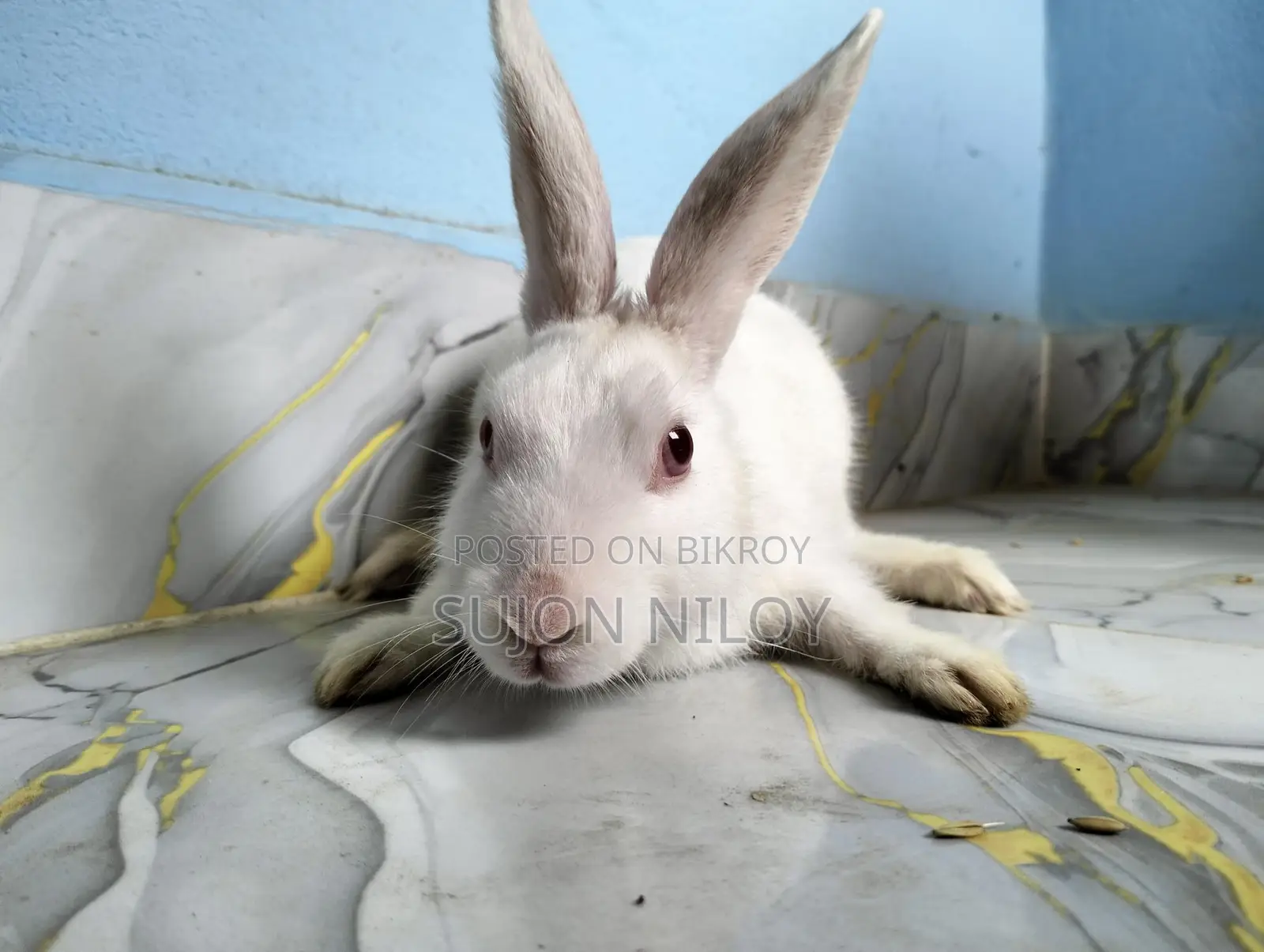 Rabbit