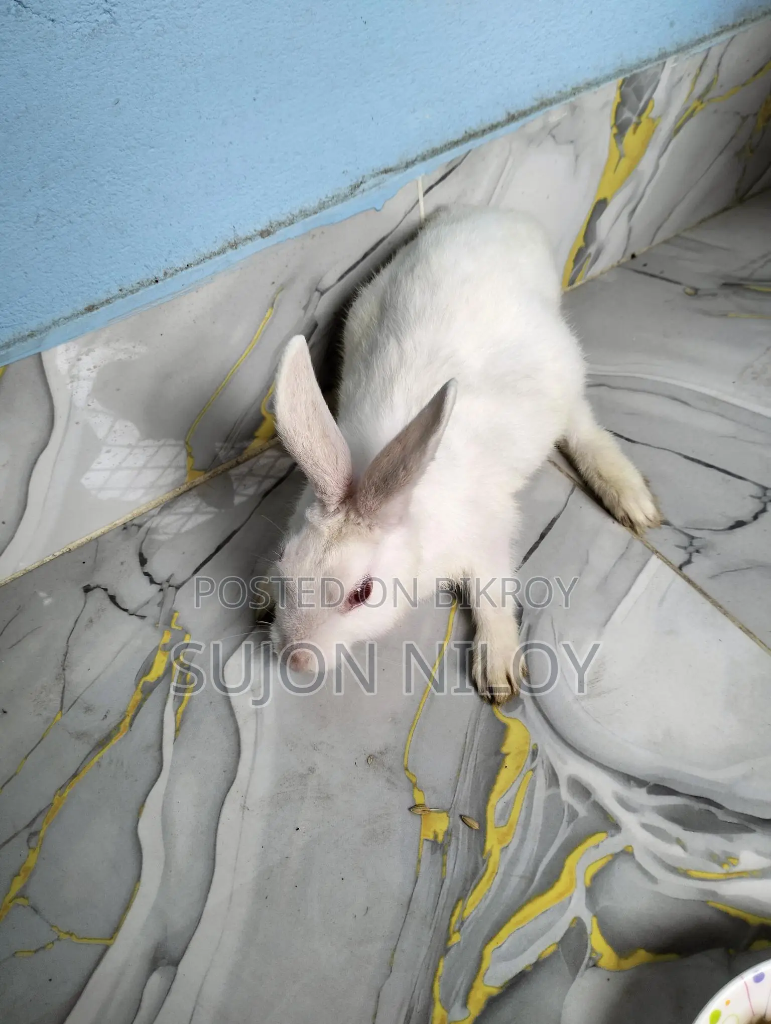 Rabbit