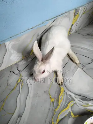Rabbit