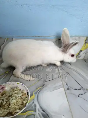 Rabbit