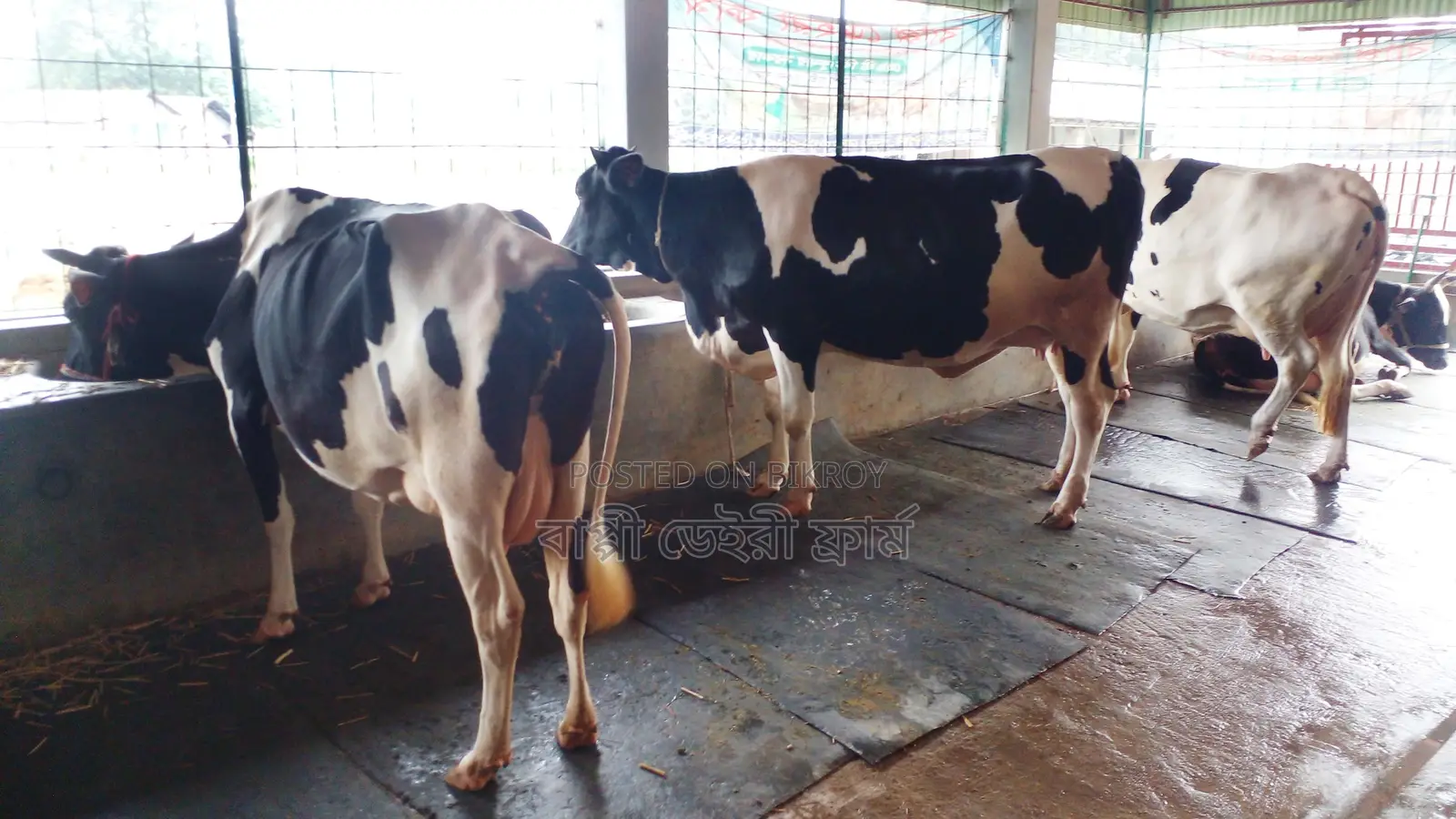 3 Good Breed Cows (No. 1079)