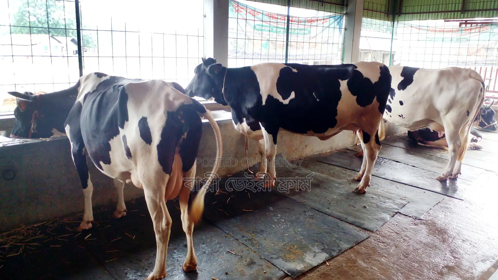 3 Good Breed Cows (No. 1079)