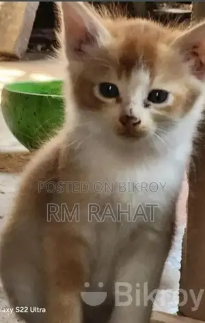 বিড়াল দত্তক