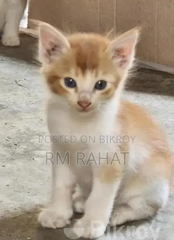 বিড়াল দত্তক
