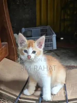 বিড়াল দত্তক