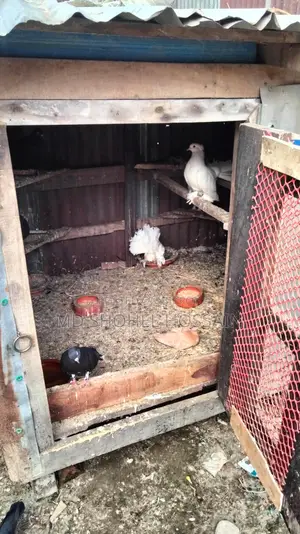 Selling Pigeon Cages and a Large Coop