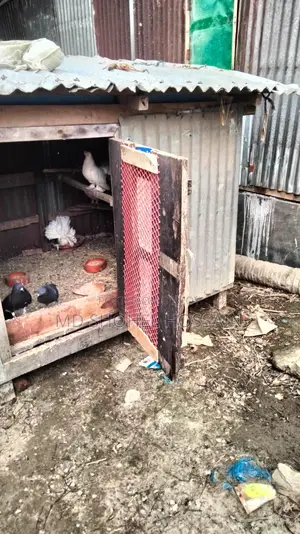 Selling Pigeon Cages and a Large Coop