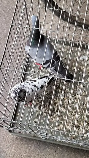 Selling Pigeon Cages and a Large Coop