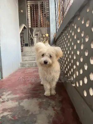 1+ year Male Purebred Lhasa Apso
