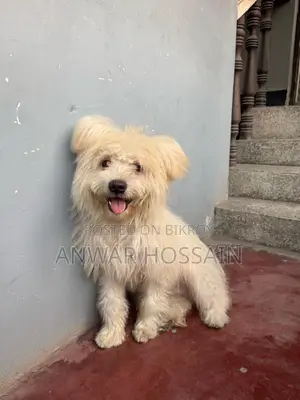 1+ year Male Purebred Lhasa Apso