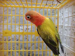 Green Euwing opaline