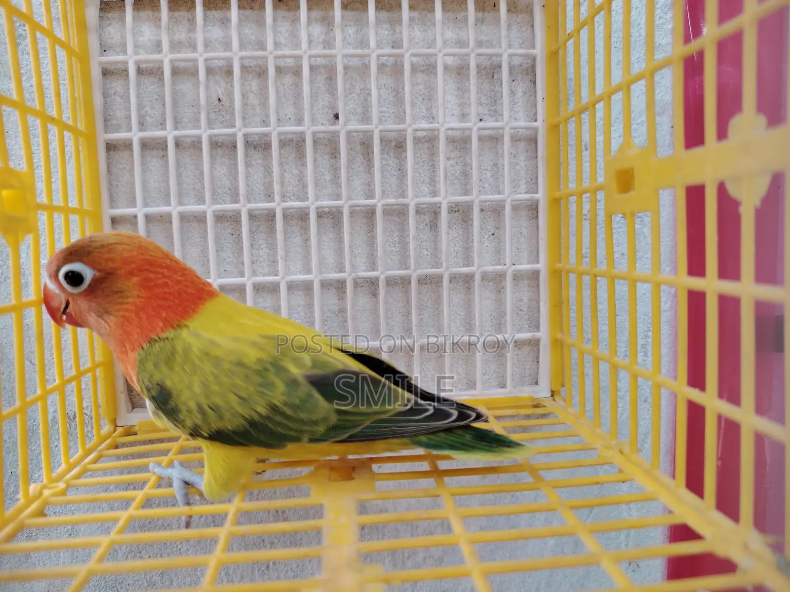 Green Euwing opaline
