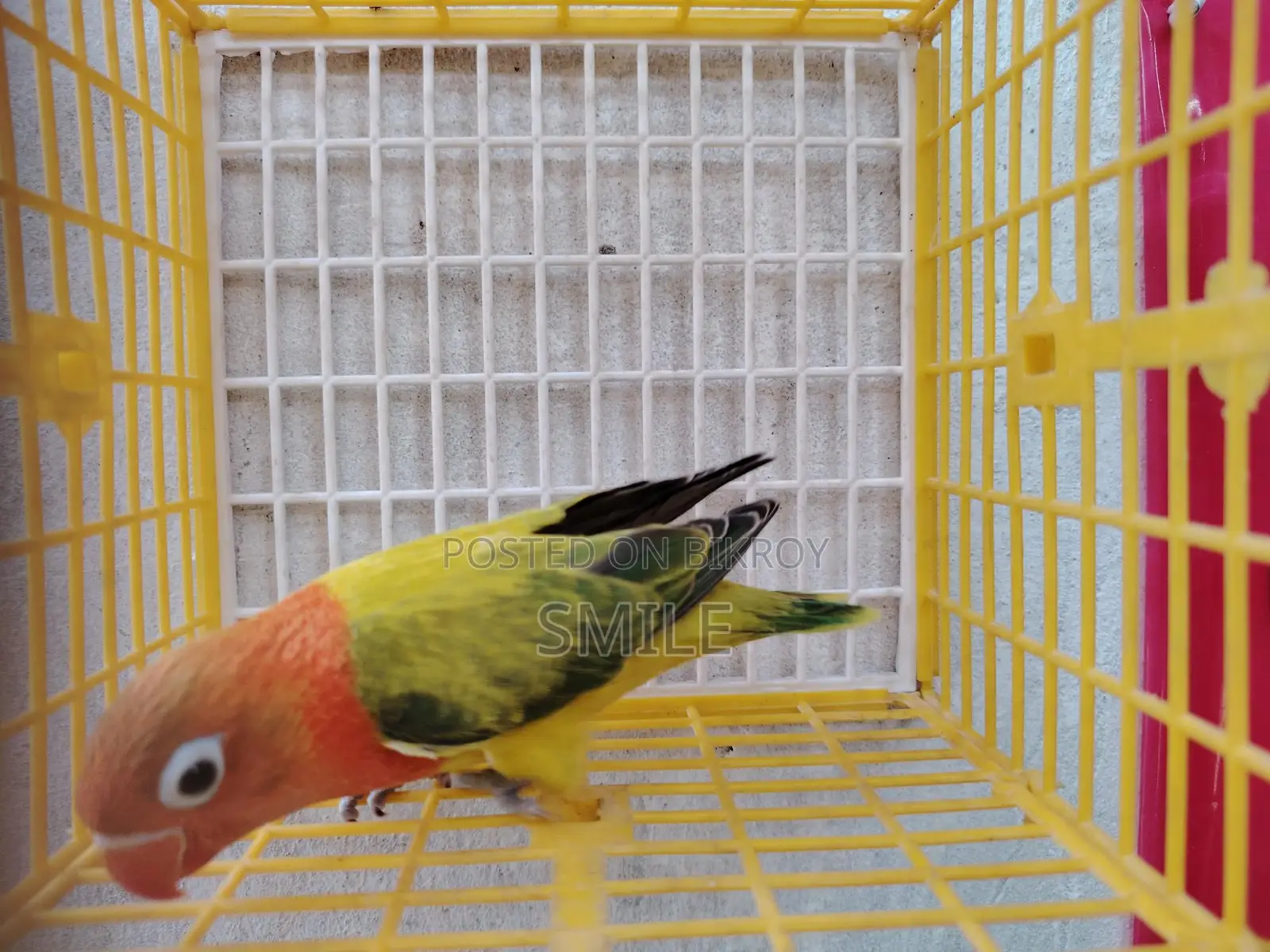 Green Euwing opaline
