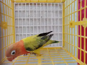 Green Euwing opaline